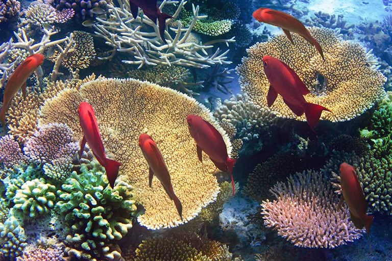 Mauritius Island