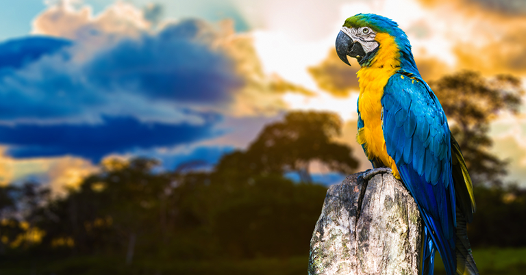 Best of Brazil & Amazon